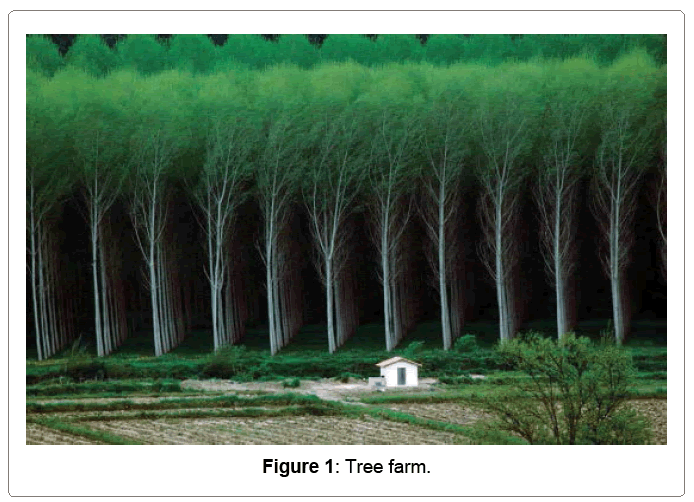 architectural-engineering-tree-farm