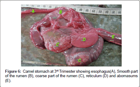 Gross Embryonic Diffrentiation of the Stomach of the One Humped Camel