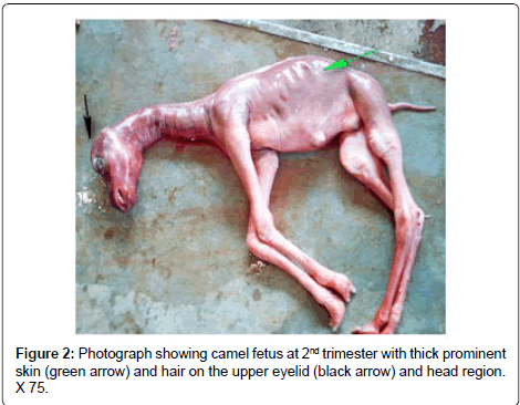 Gross Embryonic Diffrentiation of the Stomach of the One Humped Camel