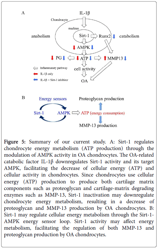 Towards elucidating the role of sirt1 in osteoarthritis