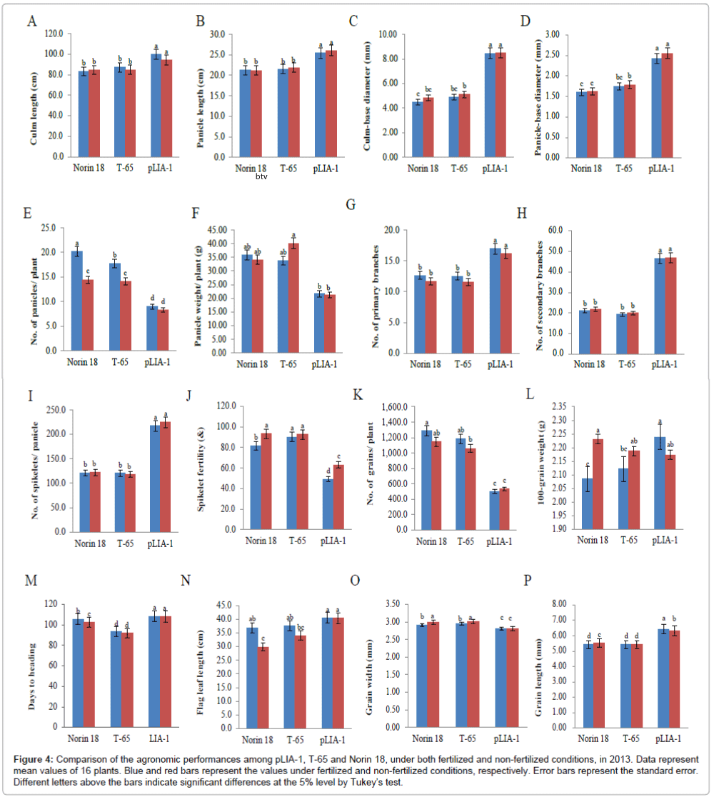 bars-indicate-significant-differences-rice-research