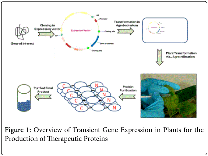 production of therapeutic proteins production of therapeutic proteins