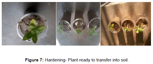 in vitro regeneration of pakistani peanut in vitro regeneration of pakistani peanut