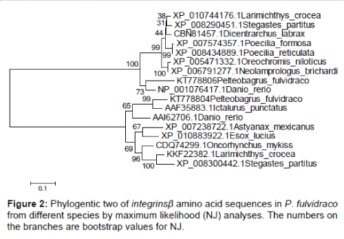 biochemistry-physiology-Phylogentic-integrins