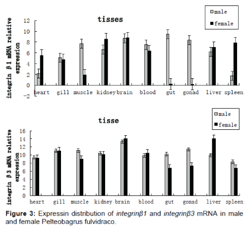 biochemistry-physiology-distribution-integrin