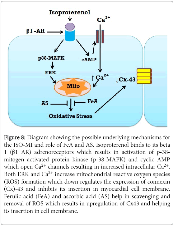 biochemistry-physiology-myocardial-cell-membrane