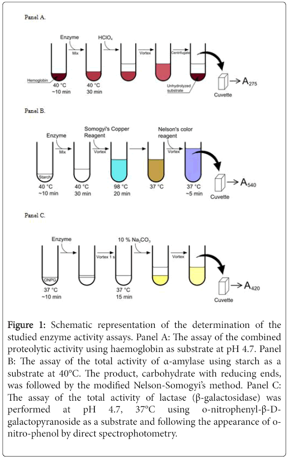 Amylase Enzyme Lab Report