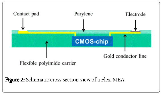 biochips-tissue-chips-cross-section