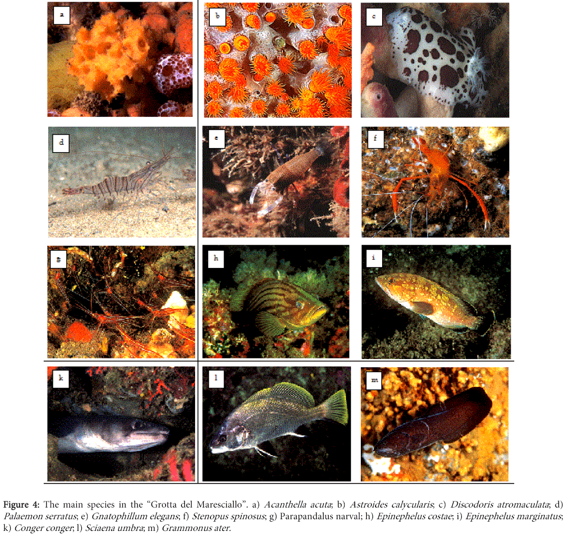 endangered species and biodiversity The loss of biodiversity is increasing there is massive extinction from human activity for example, fish stocks are dwindling, forest loss is resulting in the loss of many species, land and other resources are being misused, leading to various long terms costs. endangered species and biodiversity The loss of biodiversity is increasing there is massive extinction from human activity for example, fish stocks are dwindling, forest loss is resulting in the loss of many species, land and other resources are being misused, leading to various long terms costs.