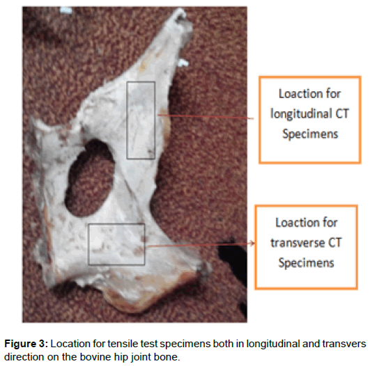 bioengineeringbiomedicalsciencetensilelongitudinaltransvers