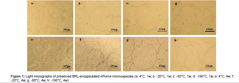 biomimetics-biomaterials-Light-micrographs