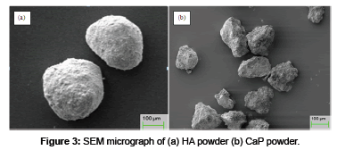 biomimetics-biomaterials-SEM-micrograph