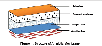 biomimetics-biomaterials-Structure-amniontic-membrane