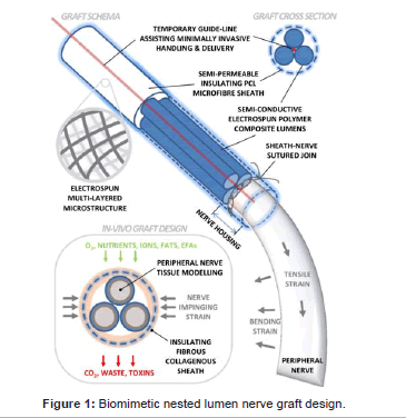 biomimetics-biomaterials-Taken-immediately