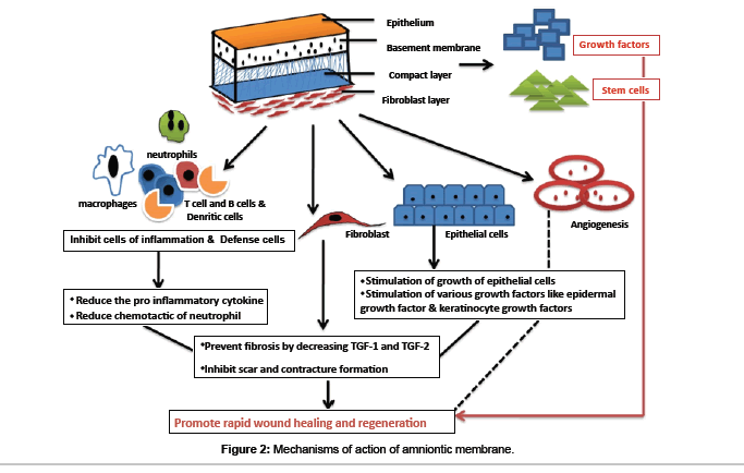 biomimetics-biomaterials-amniontic-membrane