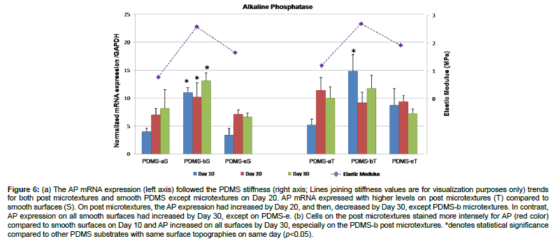 biomimetics-biomaterials-tissue-engineering-PDMS-stiffness