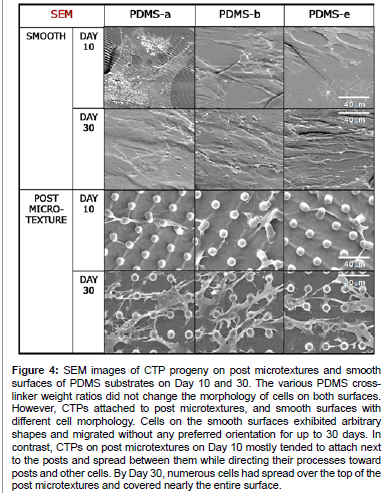 biomaterials-tissue-engineering-SEM-images