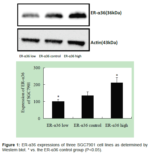 biomimetics-biomaterials-tissue-engineering-Western-blot