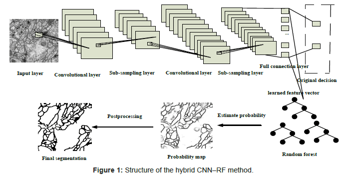 biomimetics-biomaterials-tissue-engineering-hybrid-CNN-??RF-method