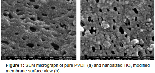 biomimetics-biomaterials-tissue-engineering-micrograph-of-pure-PVDF