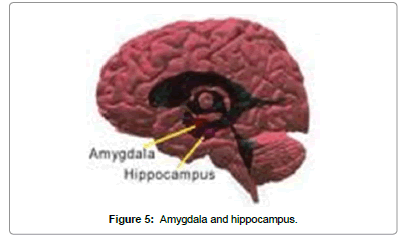 biomusical-engineering-Amygdala-hippocampus