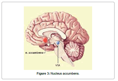 biomusical-engineering-Nucleus-accumbens