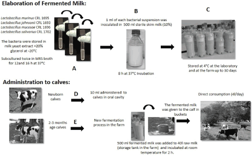 Bioprocess Flow Chart