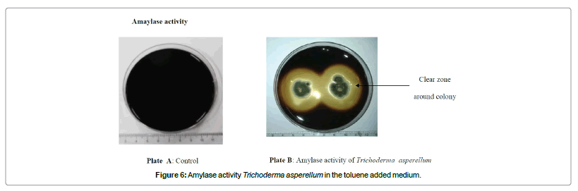 bioremediation-biodegradation-Amylase-activity-Trichoderma