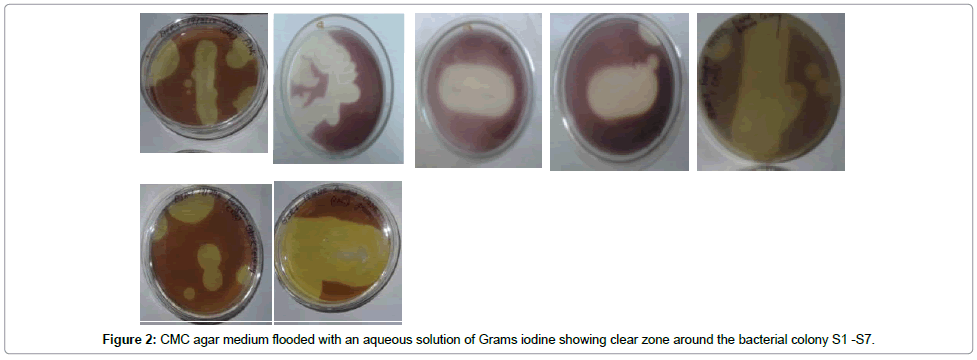 bioremediation-biodegradation-CMC-agar