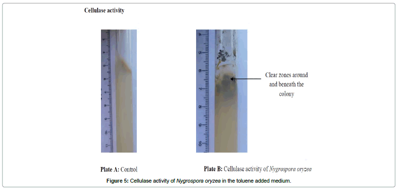 bioremediation-biodegradation-Cellulase-activity-Nygrospora