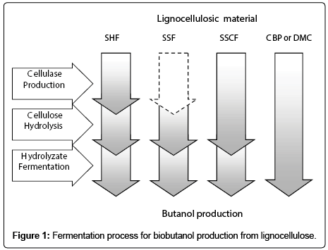 bioremediation-biodegradation-Fermentation-biobutanol-lignocellulose
