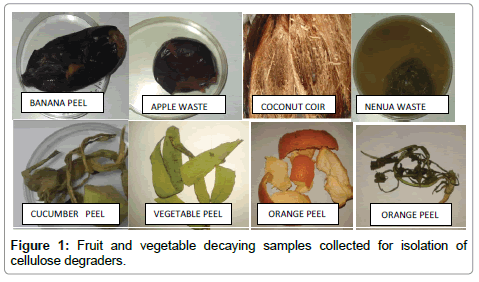 bioremediation-biodegradation-Fruit-vegetable
