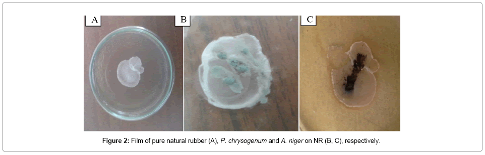 bioremediation-biodegradation-Natural-rubber