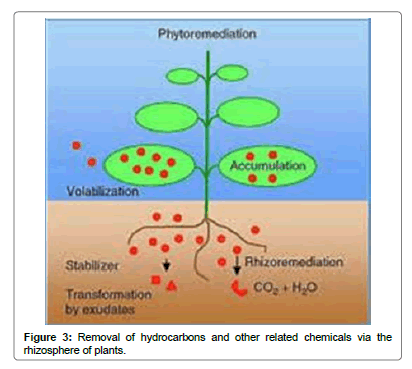 bioremediation-biodegradation-Removal-hydrocarbons-related-chemicals