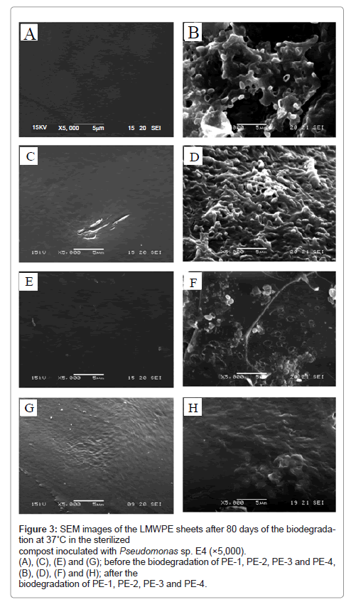 bioremediation-biodegradation-SEM-images