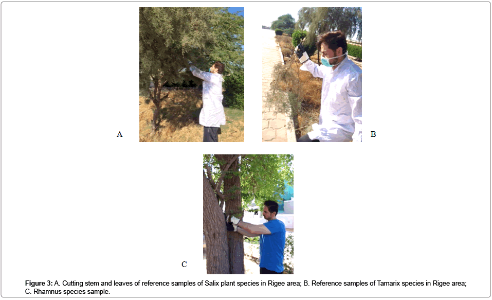 bioremediation-biodegradation-Salix-plant