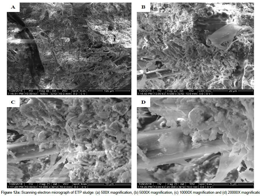 bioremediation-biodegradation-Scanning-electron-micrograph