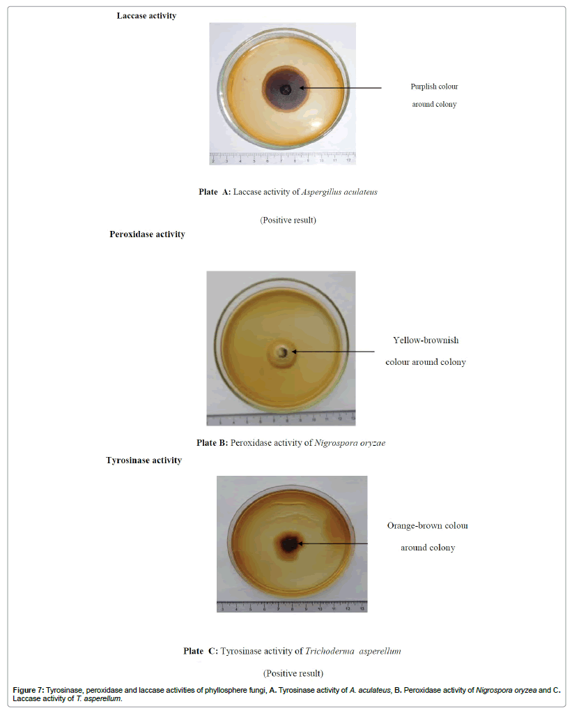 bioremediation-biodegradation-Tyrosinase-peroxidase-laccase