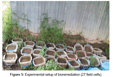 bioremediation-biodegradation-bioremediation