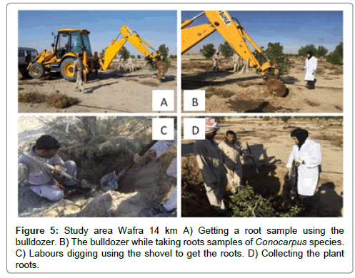bioremediation-biodegradation-bulldozer-while-taking-roots-samples