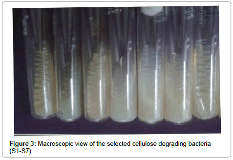 bioremediation-biodegradation-cellulose-degrading-bacteria