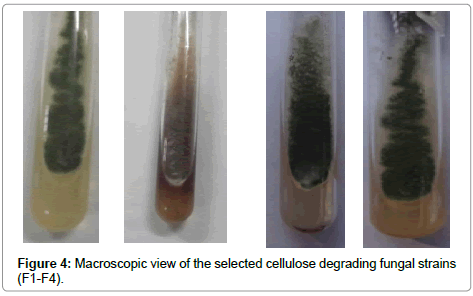 bioremediation-biodegradation-cellulose-degrading-fungal