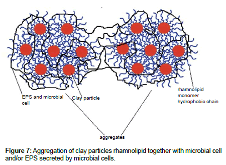 bioremediation-biodegradation-clay-particles-rhamnolipid