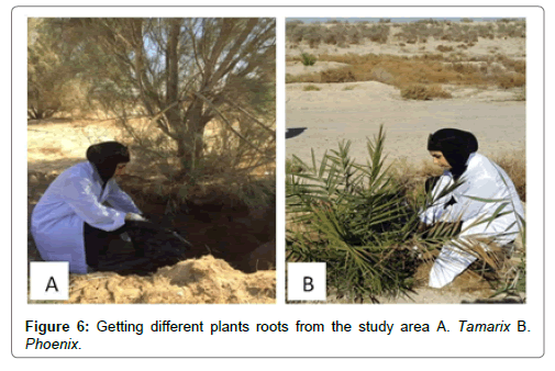 bioremediation-biodegradation-different-plants-roots-study-area