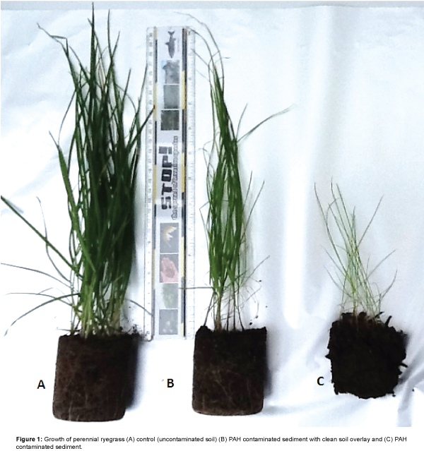 bioremediation-biodegradation-growth-perennial-ryegrass