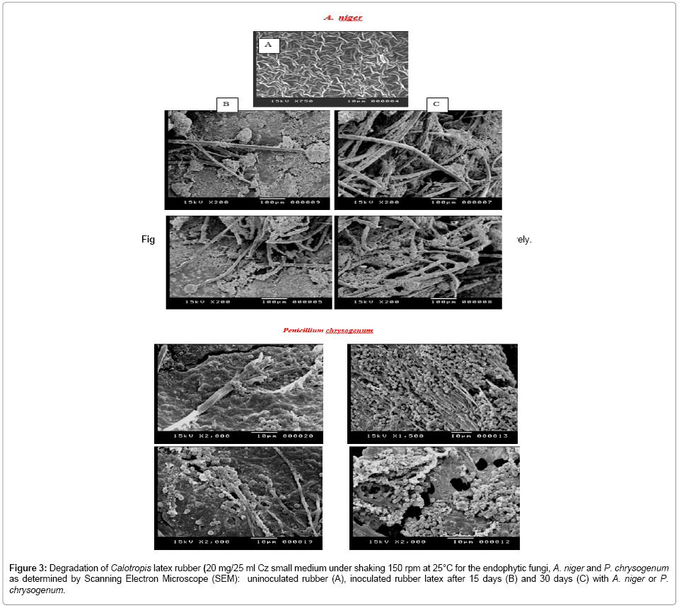 bioremediation-biodegradation-latex-rubber