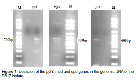 bioremediation-biodegradation-mpd-opd-genes