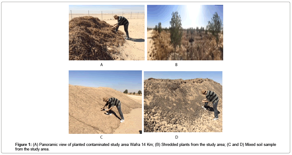 bioremediation-biodegradation-planted-contaminated