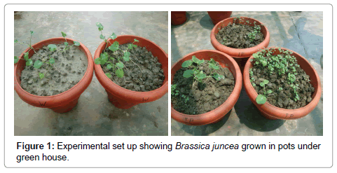 bioremediation-biodegradation-pots-under-green-house