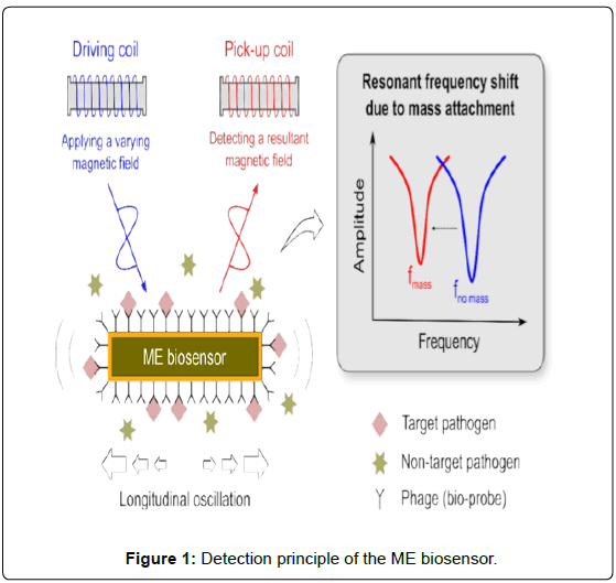 biosensors-journal-Detection-principle-ME-biosensor